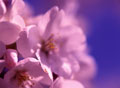 Cherry Blossoms and Healers Are Within…