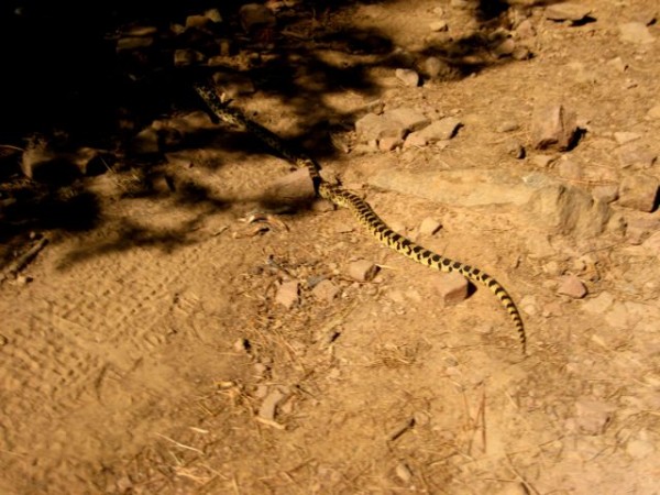 bullsnake