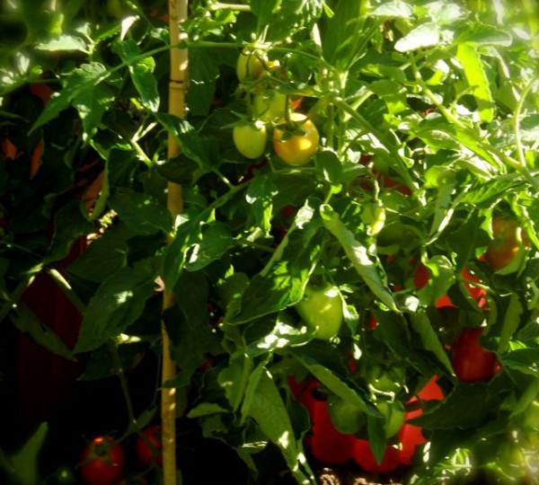 sept tomatoes